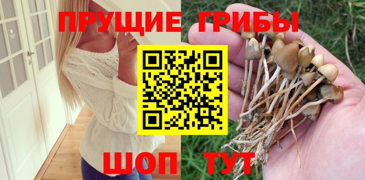 Псилоцибиновые грибы Cubensis Обь